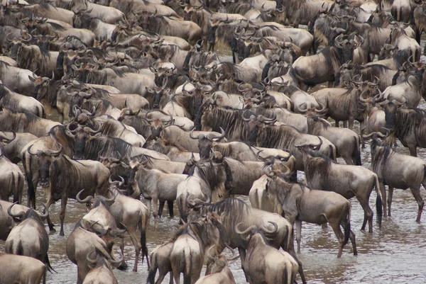 Migração Gnus Entre Serengeti Parque Nacional Maasai Mara — Fotografia de Stock