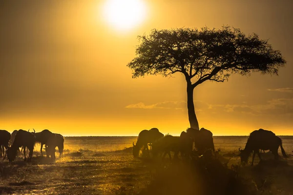 Migración Ñus Silvestres Entre Parque Nacional Serengeti Maasai Mara —  Fotos de Stock