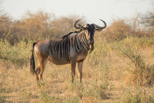 Wildbeest Migratie Tussen Serengeti Maasai Mara Nationaal Park — Stockfoto