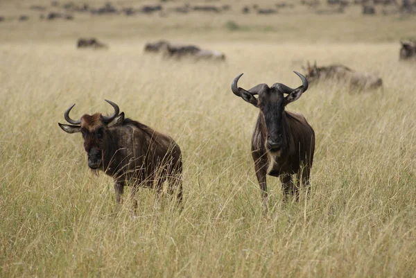 Migration Des Gnous Entre Serengeti Parc National Maasai Mara — Photo