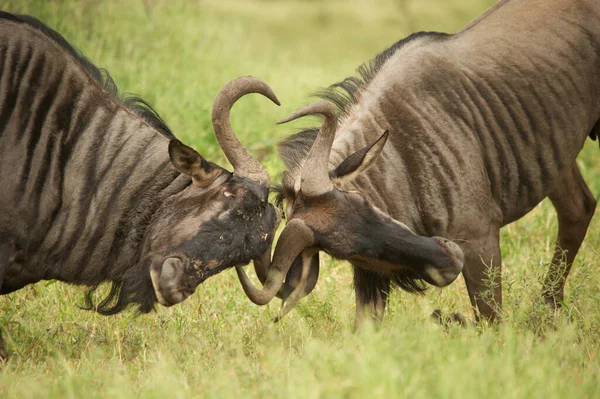 Migrazioni Gnu Tra Serengeti Maasai Mara Parco Nazionale — Foto Stock