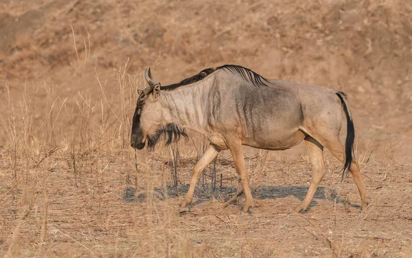 Migração Gnus Entre Serengeti Parque Nacional Maasai Mara — Fotografia de Stock