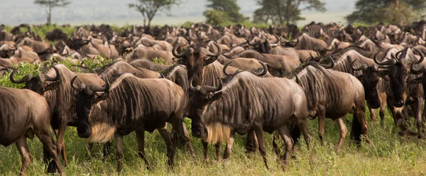 Migração Gnus Entre Serengeti Parque Nacional Maasai Mara — Fotografia de Stock