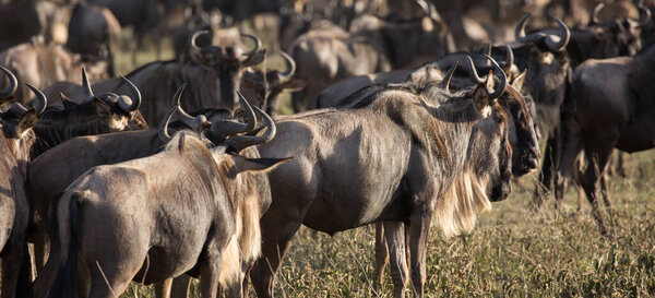 wildbeest migration betwen Serengeti and Maasai Mara national park