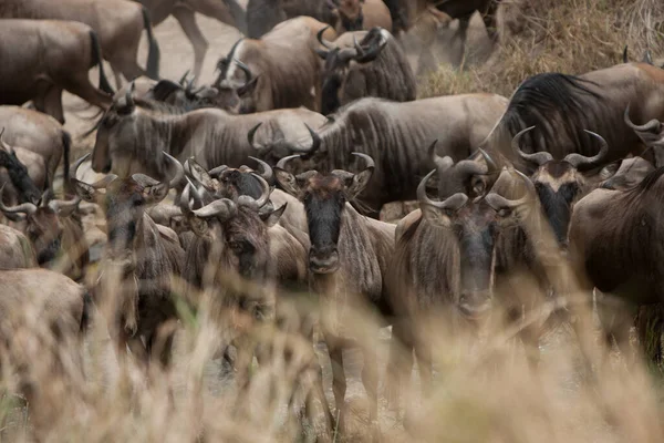 Migração Gnus Entre Serengeti Parque Nacional Maasai Mara — Fotografia de Stock