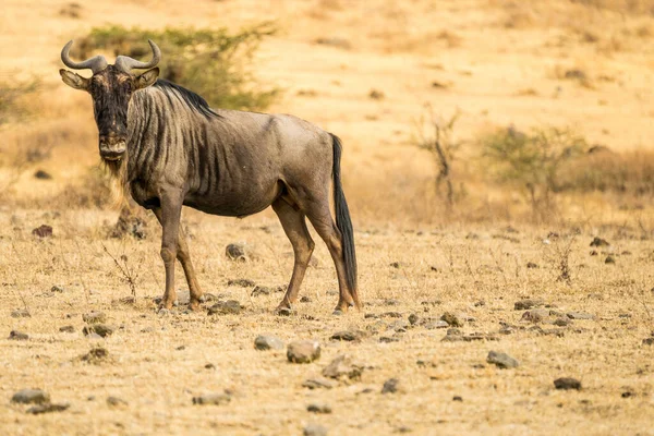 Wildbeest Migratie Tussen Serengeti Maasai Mara Nationaal Park — Stockfoto