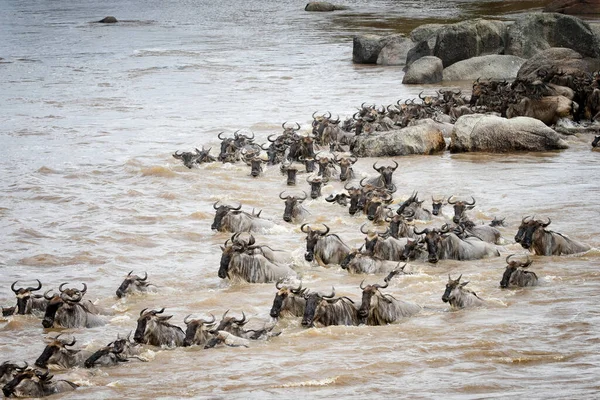 Migración Ñus Silvestres Entre Parque Nacional Serengeti Maasai Mara — Foto de Stock