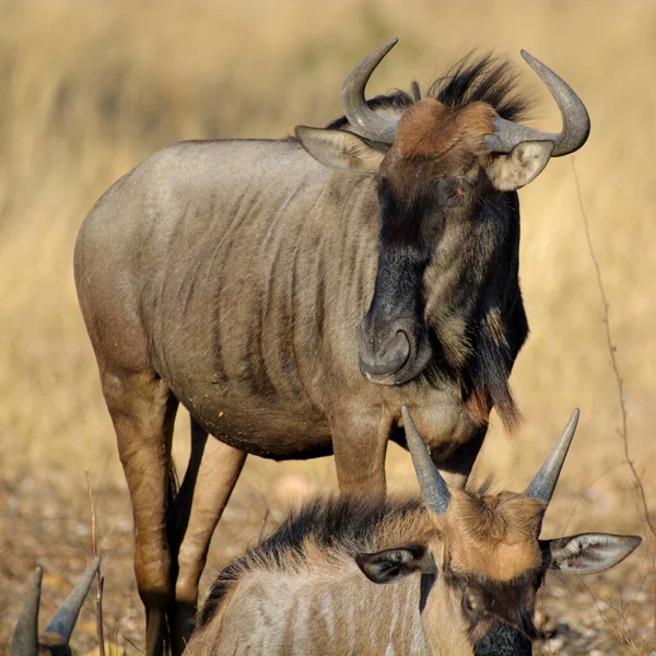 Migración Ñus Silvestres Entre Parque Nacional Serengeti Maasai Mara —  Fotos de Stock