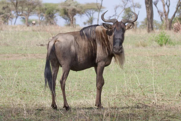 Wildbeest Migration Betwen Serengeti Maasai Mara National Park Stock Picture