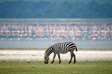 Otlakta duran zebranın yan görüntüsü, Tanzanya