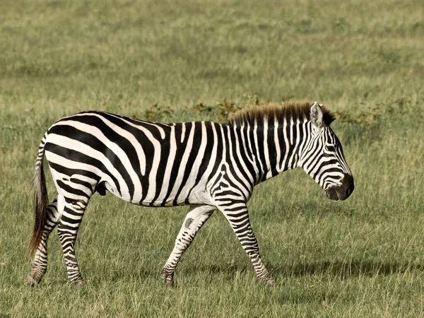 Side View Zebra Standing Grassland Tanzania — Stock Photo, Image