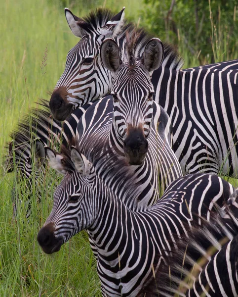 Vue Latérale Zèbre Debout Dans Les Prairies Tanzanie — Photo