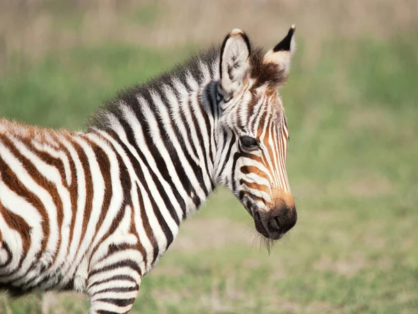 Vista Lateral Zebra Pastagens Tanzânia — Fotografia de Stock