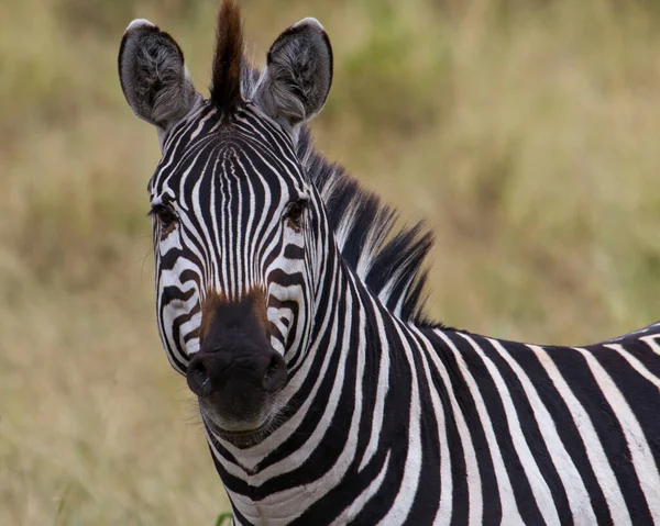 Seitenansicht Eines Zebras Grasland Tansania — Stockfoto
