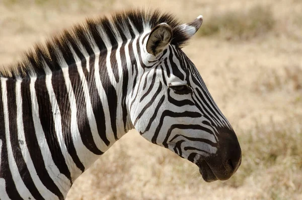 Vista Lateral Zebra Pastagens Tanzânia — Fotografia de Stock