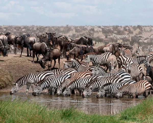 Vue Latérale Zèbre Debout Dans Les Prairies Tanzanie — Photo