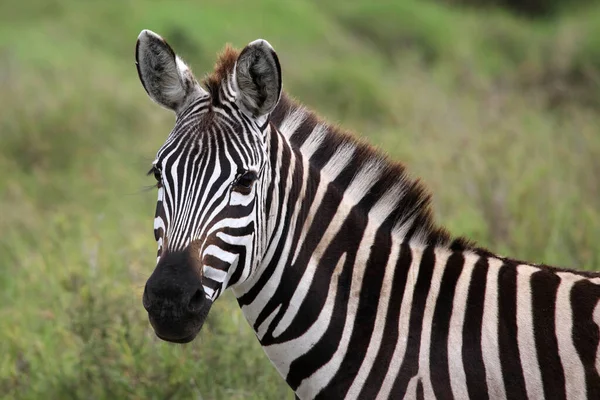 Vista Lateral Zebra Pastagens Tanzânia — Fotografia de Stock