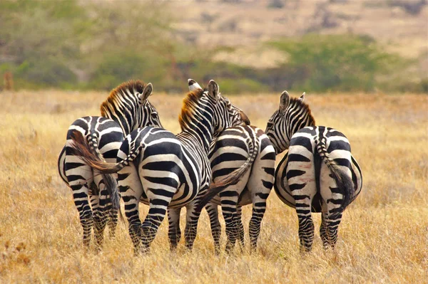 Sidovy Över Zebra Stående Gräsmark Tanzania — Stockfoto