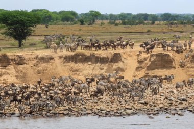 Otlakta duran zebranın yan görüntüsü, Tanzanya