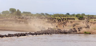 Otlakta duran zebranın yan görüntüsü, Tanzanya