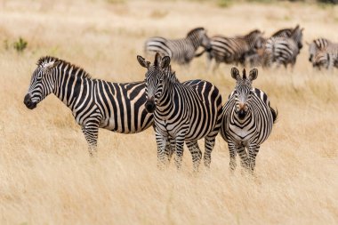 zebra in the national park clipart