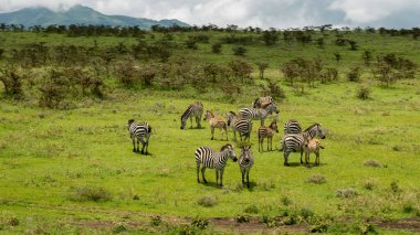 Zebra Afrika 'da çayırlarda, Kenya Ulusal Parkı' nda