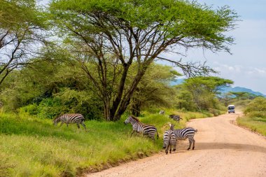 Zebra Afrika 'da çayırlarda, Kenya Ulusal Parkı' nda