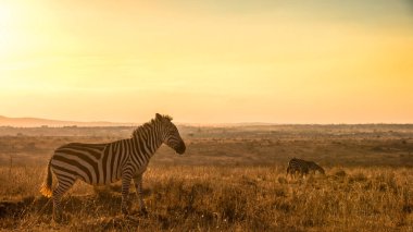 Zebra Afrika 'da çayırlarda, Kenya Ulusal Parkı' nda