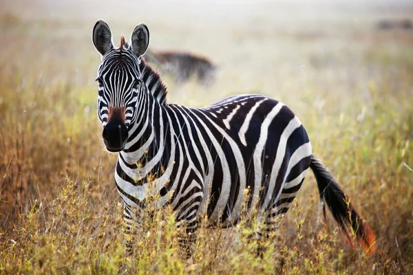 Vista Lateral Zebra Pastagens Tanzânia — Fotografia de Stock