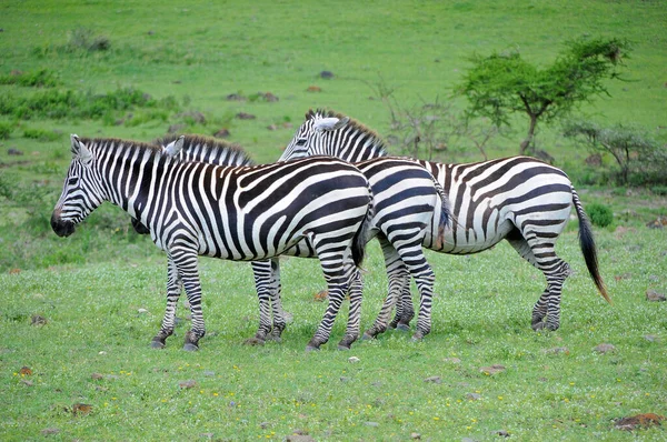 Vista Lateral Zebra Pastagens Tanzânia — Fotografia de Stock