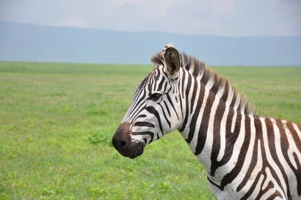 Вид Сбоку Зебру Стоящую Лугу Танзания — стоковое фото
