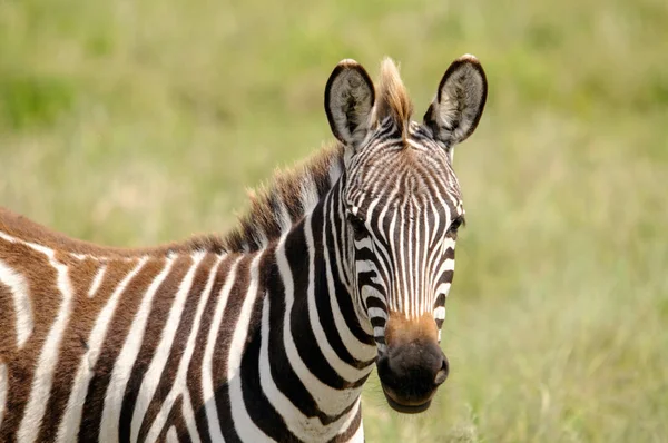 Seitenansicht Eines Zebras Grasland Tansania — Stockfoto