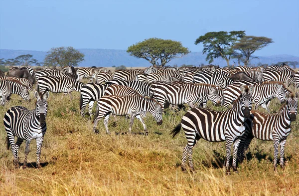 Vue Latérale Zèbre Debout Dans Les Prairies Tanzanie — Photo