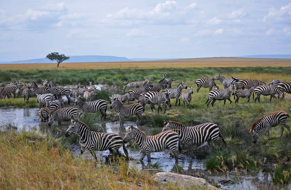 Πλευρική Άποψη Της Ζέβρας Που Στέκεται Λειμώνες Τανζανία — Φωτογραφία Αρχείου