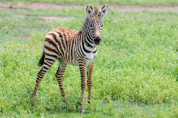 Vista Lateral Zebra Pastagens Tanzânia — Fotografia de Stock