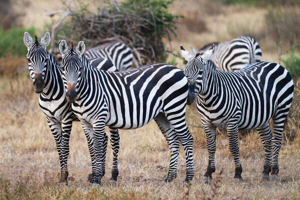 Side view of zebra standing in grassland, Tanzania