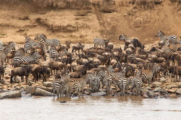 Vue Latérale Zèbre Debout Dans Les Prairies Tanzanie — Photo