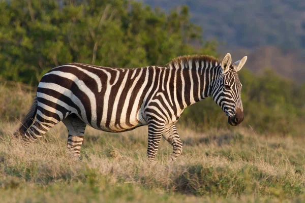 Seitenansicht Eines Zebras Grasland Tansania — Stockfoto