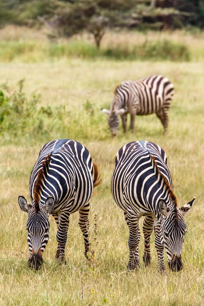 Vue Latérale Zèbre Debout Dans Les Prairies Tanzanie — Photo