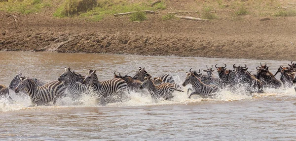 Vista Lateral Zebra Pastagens Tanzânia — Fotografia de Stock