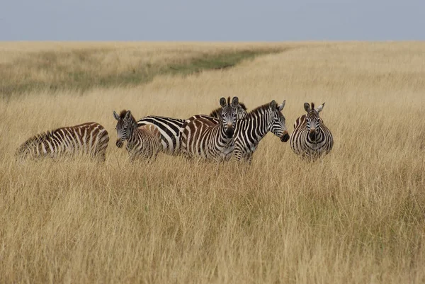 Widok Boku Zebrę Stojącą Łąkach Tanzania — Zdjęcie stockowe