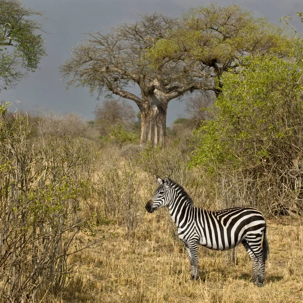 Вигляд Зебри Пасовища Танзанія — стокове фото