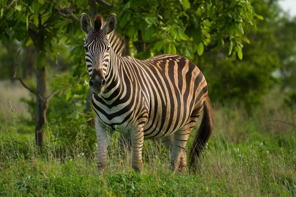 Boční Pohled Zebru Stojící Pastvinách Tanzanie — Stock fotografie