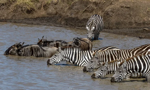 Vue Latérale Zèbre Debout Dans Les Prairies Tanzanie — Photo