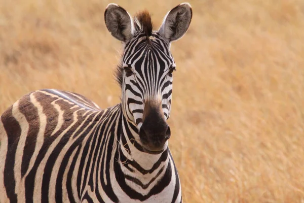 Zebra Ulusal Parkta — Stok fotoğraf