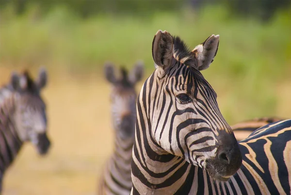 Zebra Nationalpark — Stockfoto