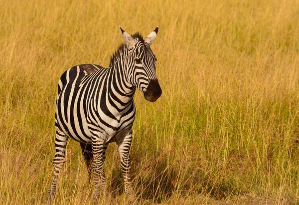 Zebra Ulusal Parkta — Stok fotoğraf