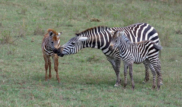 Zebra Parku Narodowym — Zdjęcie stockowe