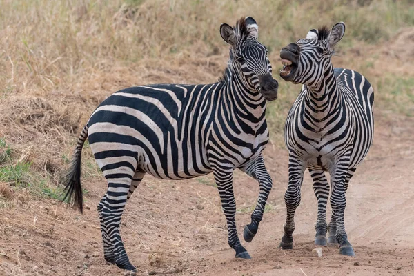 Зебра Национальном Парке — стоковое фото