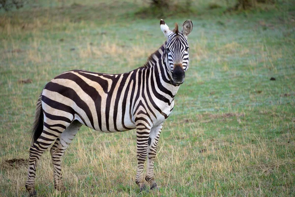 Zebra Parque Nacional — Fotografia de Stock